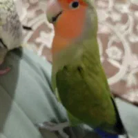 طوطی برزیلی|پرنده|شهریار, شهریار|دیوار