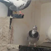 کفتر|پرنده|مشهد, تلگرد|دیوار