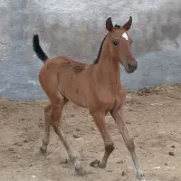 کره مادیان شجره دار