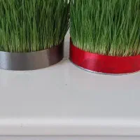 سبزه و جاشمعی|گل و گیاه طبیعی|خرم‌آباد, |دیوار