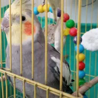 عروس هلندی