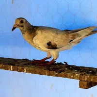 هفترنگ خطی|پرنده|قزوین, |دیوار