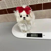 چاکلت مینی|سگ|تهران, حر|دیوار