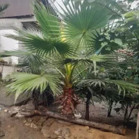 نخل زینتی پالم بادبزنی۲.۵ متری