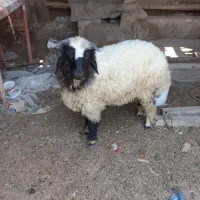 بره نر بزرگ