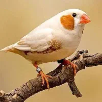 نیازمند جفت مرغ عشق کارداده یا جفت فنج کارداده