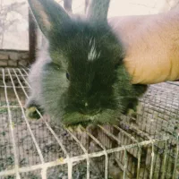 بچه خرگوش|موش و خرگوش|یزد, |دیوار