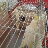 پرنده|پرنده|اصفهان, درب سیبه علیا|دیوار