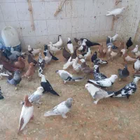 کبوتر رنگی ۴۵ تا سری ۲۵۰ همه باهم|پرنده|شوشتر, |دیوار