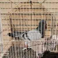 کفتر|پرنده|گلبهار, شهر جدید گلبهار|دیوار