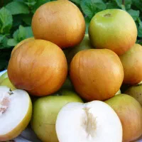 فروش انواع نهال گرمسیری و استوایی