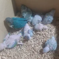 ردچیک سانچیک گرینچیک مونچیک|پرنده|اصفهان, عطار نیشابوری|دیوار