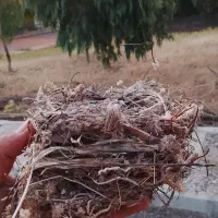 قناری بچ