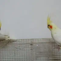 جوجه عروس هلندی