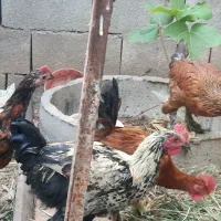 خروس دیلگونی