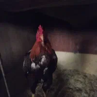 خروس لاری اصل