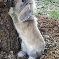 واگذاری خرگوش/سرپرستی گربه