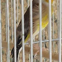 سهره دهن|پرنده|بروجرد, |دیوار
