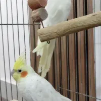 دو عدد عروس هلندی لوتینو|پرنده|تاکستان, |دیوار