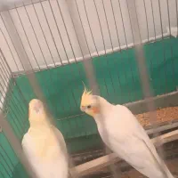 عروس هلندی|پرنده|میاندوآب, |دیوار