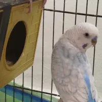 مرغ عشق زیبا تک وجفت|پرنده|رباط‌کریم, رباط‌کریم|دیوار