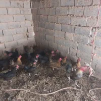 مرغ و خروس|حیوانات مزرعه|بم پشت, |دیوار