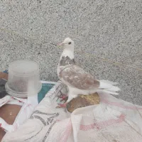 کبوتر دوبالی و گلی سرور