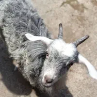 بز ماده فروشی خونگی