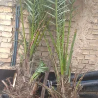 نخل خارک شخالی اصلی