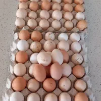 تخم مرغ محلی
