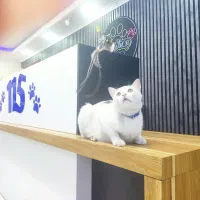 استخدام پت شاپ