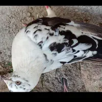 کبوتر پشدار قلمکار