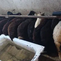 فروش طلایی گوسفندنژاد دارفشندی|حیوانات مزرعه|هشتگرد, تهران دشت|دیوار