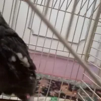 عروس هلندی نر