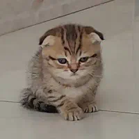 بچه گربه