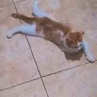 واگذاری دو عدد گوگولی نارنجی|گربه|مشهد, شهید قربانی|دیوار