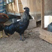 عروس هلندی برهما لاری ایام سمانی و معاوضه