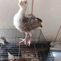 جوجه بوقلمون