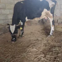 گاو خارجی|حیوانات مزرعه|شادگان, |دیوار