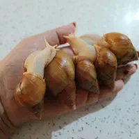 حلزون آچاتینا