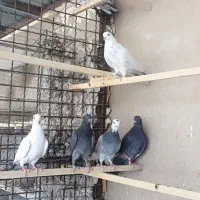 تعدای کبوتر پرشی|پرنده|گیلان غرب, |دیوار