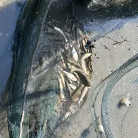 بچه ماهی امور،کپور، فیتوفاک