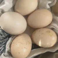 تخم مرغ اوشامو