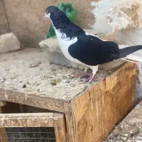 سیاه پوش پرنده کبوتر|پرنده|الوند, |دیوار