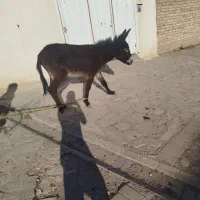 الاغ جوان