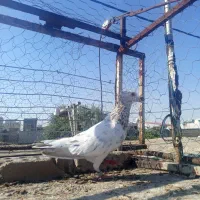 سارکاکلی نر جوانن