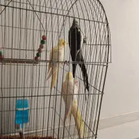 عروس هلندی