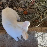 خرگوش|موش و خرگوش|لنجان, |دیوار