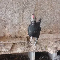 فروش مرغ