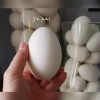 تخم غاز نطفه دار به شرط از نژاد خوب محلی
